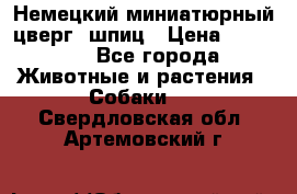 Немецкий миниатюрный(цверг) шпиц › Цена ­ 50 000 - Все города Животные и растения » Собаки   . Свердловская обл.,Артемовский г.